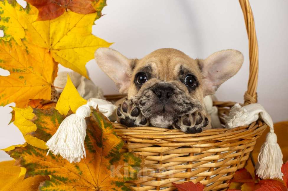 Собаки в Москве: Девочка палевый мрамор Девочка, 40 000 руб. - фото 3