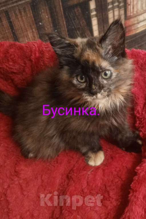 Кошки в Москве: ПУСТЬ МАМА УВИДИТ ПУСТЬ ПАПА ПРИДЁТ Девочка, 8 000 руб. - фото 3