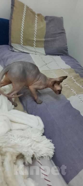 Кошки в Краснодаре: Конадский свинкс лысая кошечка Девочка, 10 000 руб. - фото 1