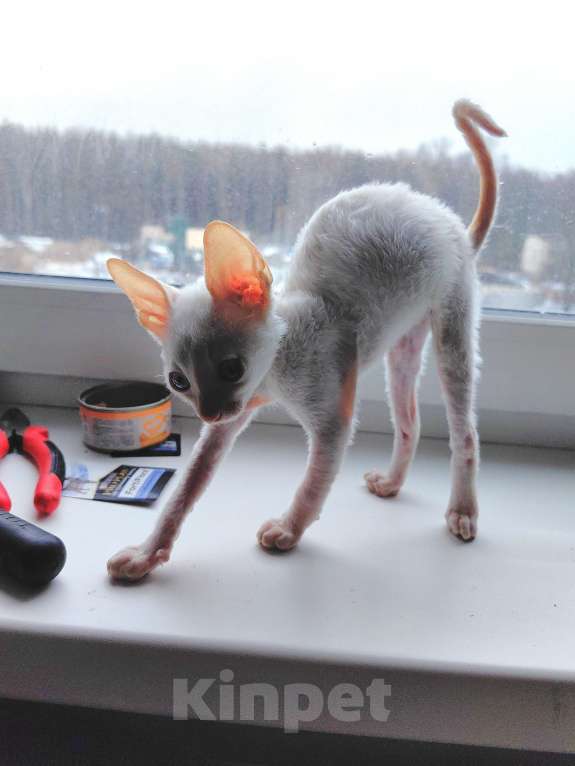 Кошки в Санкт-Петербурге: Busilda Девочка, 40 000 руб. - фото 6