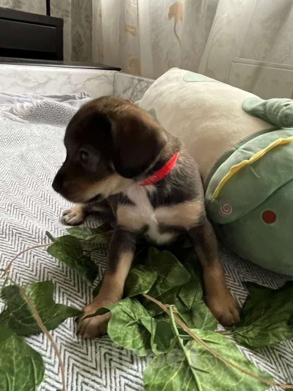 Собаки в Краснодаре: Щенок эстонская гончая  Девочка, 3 000 руб. - фото 7