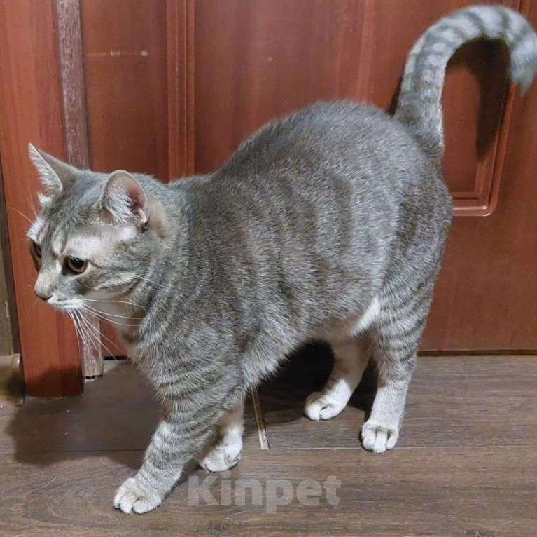 Кошки в Москве: У ребёнка аллергия 🆘️ Кота нужно срочно забирать Мальчик, Бесплатно - фото 2