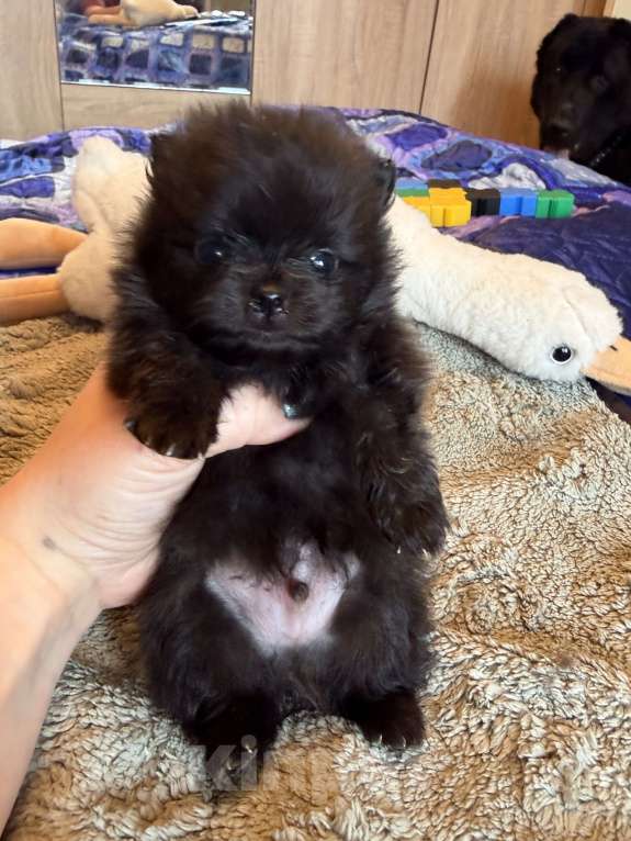 Собаки в других городах Московской области: Мини шпиц Мальчик, 70 000 руб. - фото 4