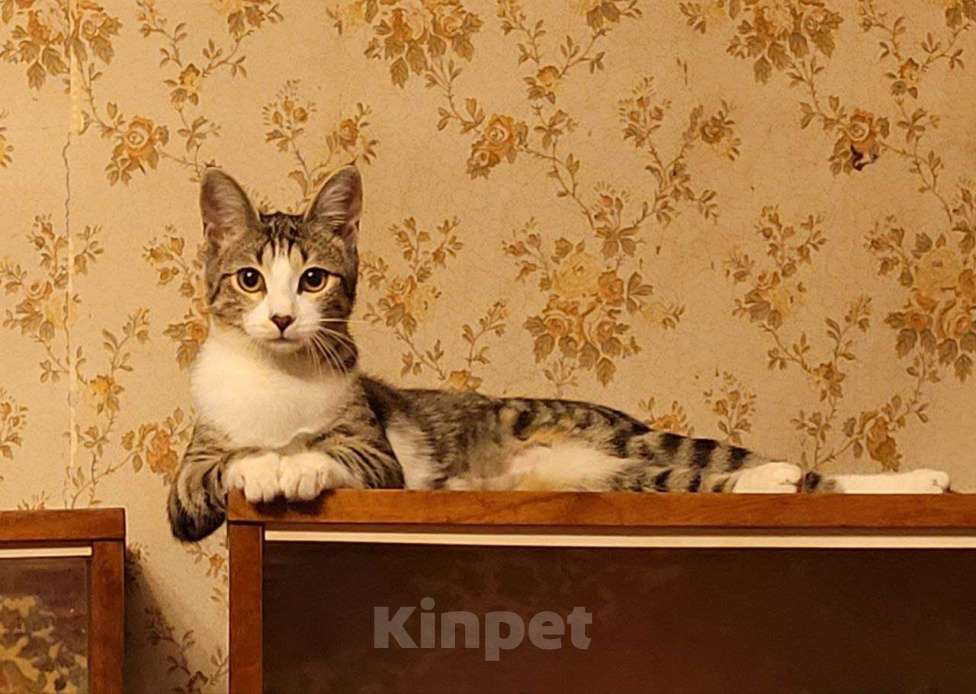 Кошки в Москве: Котенок Гала в добрые руки Девочка, Бесплатно - фото 2