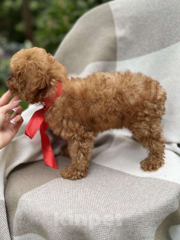 Собаки в Москве: Щенки мальтипу  Мальчик, 200 000 руб. - фото 6