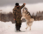 Собаки в Москве: Маламут Аякс в добрые руки Мальчик, 1 руб. - фото 3