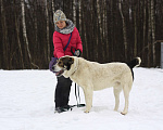 Собаки в Видном: Алабай Мансур, 2 года Мальчик, Бесплатно - фото 2