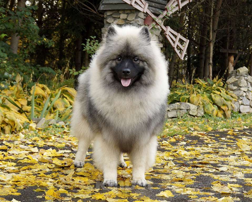 Собаки в Туле: Шикарный щенок кеесхонда Мальчик, 60 000 руб. - фото 5