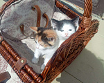 Кошки в Ульяновске: Кошечка  Девочка, Бесплатно - фото 3