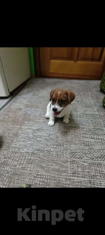 Собаки в Липецке: Щенки джек-рассел-терьер Мальчик, Бесплатно - фото 5