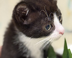 Кошки в Сосновом Бору: Котенок Кроха Девочка, Бесплатно - фото 1