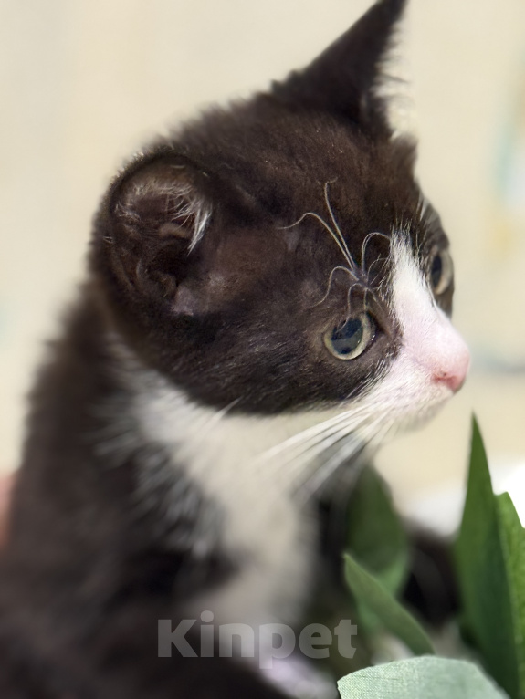 Кошки в Сосновом Бору: Котенок Кроха Девочка, Бесплатно - фото 1
