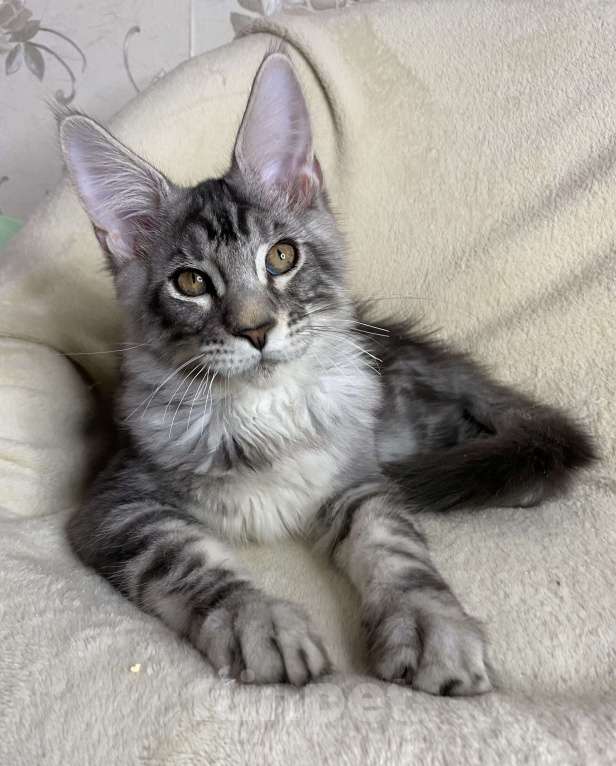 Кошки в Дмитрове: Черный серебристый мраморный мальчик Xavier Мальчик, 30 000 руб. - фото 4