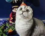 Кошки в Нижнем Новгороде: Игривая Серебряная шиншилла Девочка, 30 000 руб. - фото 1