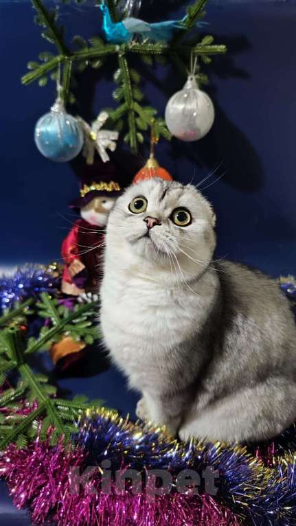 Кошки в Нижнем Новгороде: Игривая Серебряная шиншилла Девочка, 30 000 руб. - фото 1