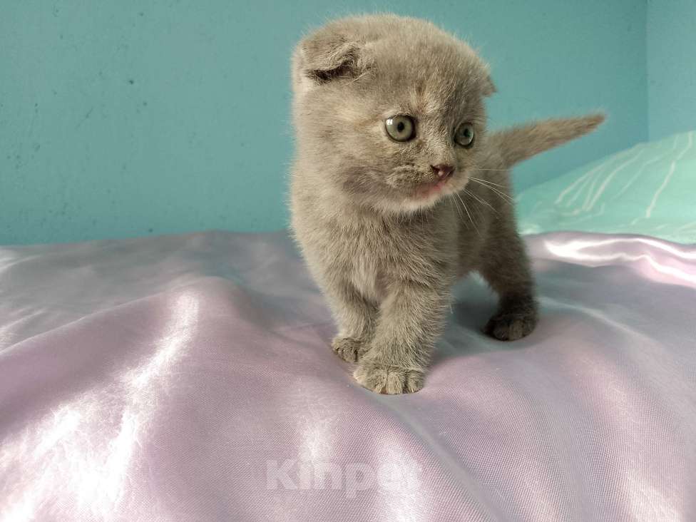 Кошки в других городах Краснодарского края: В добрые руки Девочка, 100 руб. - фото 3