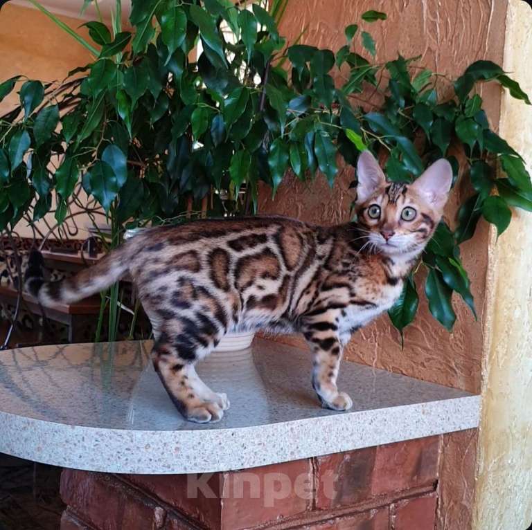 Кошки в Москве: Бенгальская девочка  Девочка, 60 000 руб. - фото 3