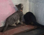 Кошки в Верхнем Пышме: котенок девочка красивая Девочка, 10 руб. - фото 2