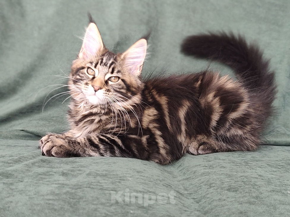 Кошки в Видном: Котята мейн-куны - Чудо с кисточками! Разнополые, 50 000 руб. - фото 8