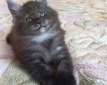 Кошки в Москве: Мейн-кун котик Мальчик, Бесплатно - фото 3