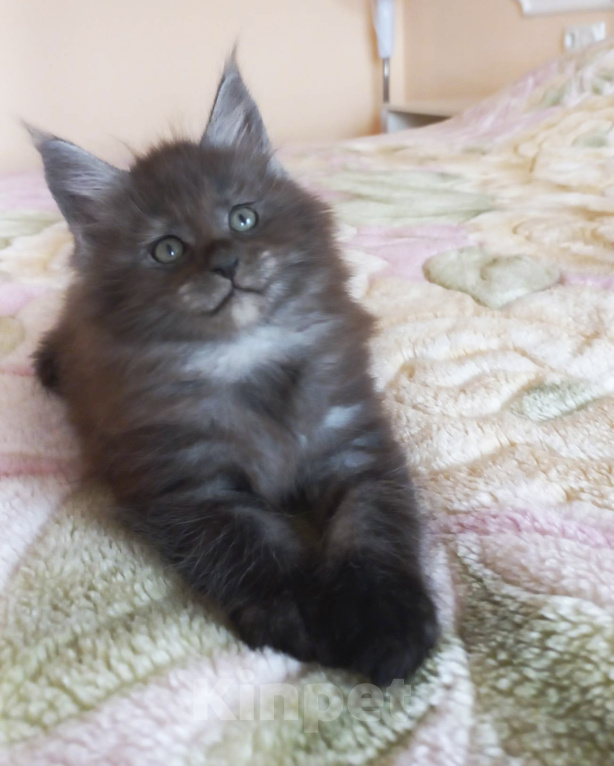Кошки в Москве: Мейн-кун котик Мальчик, Бесплатно - фото 3