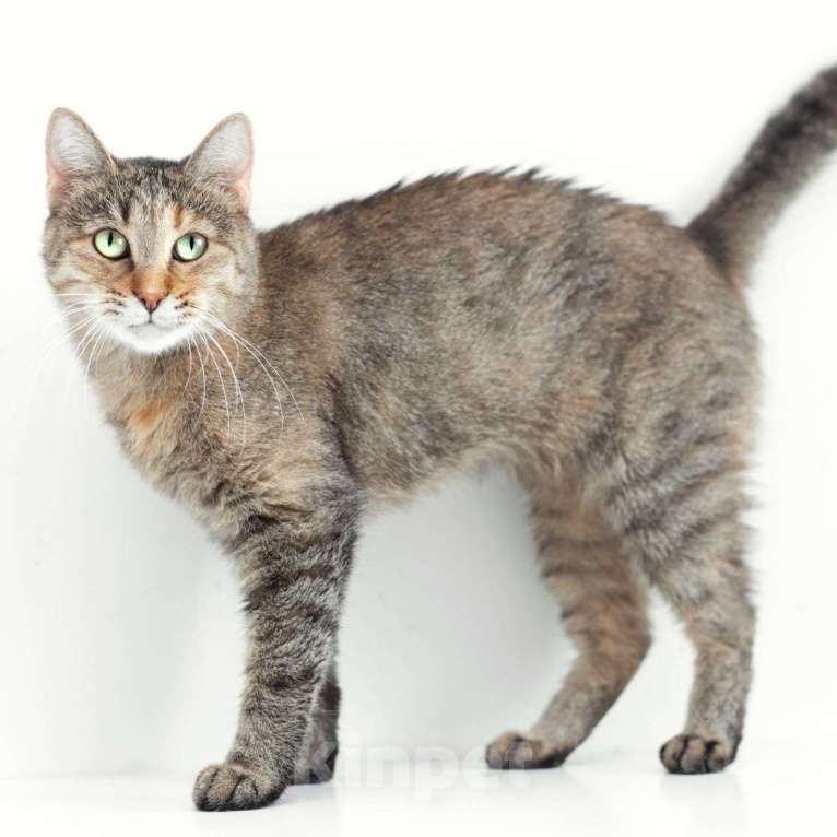 Кошки в Москве: Кошечка Марта мечтает о доме, но никто ее не выбирает 💔 Девочка, Бесплатно - фото 5