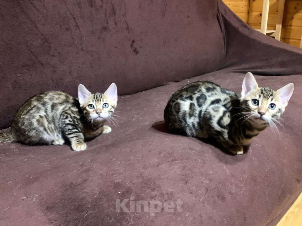 Кошки в Санкт-Петербурге: Бенгальские котята клубные Девочка, 27 000 руб. - фото 4