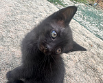Кошки в Астрахани: Котята в добрые руки Девочка, Бесплатно - фото 1