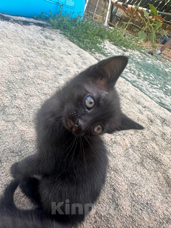 Кошки в Астрахани: Котята в добрые руки Девочка, Бесплатно - фото 1