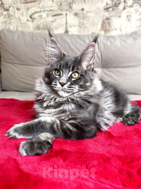 Кошки в Москве: Мальчик голубой мрамор на серебре Мальчик, 60 000 руб. - фото 3