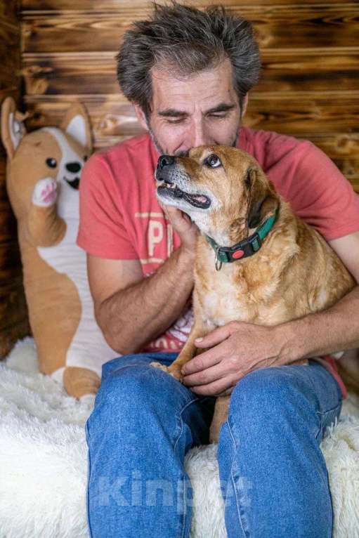 Собаки в Москве: Маленький, старенький… Может и Гомеру найдется дом? Мальчик, 1 руб. - фото 6