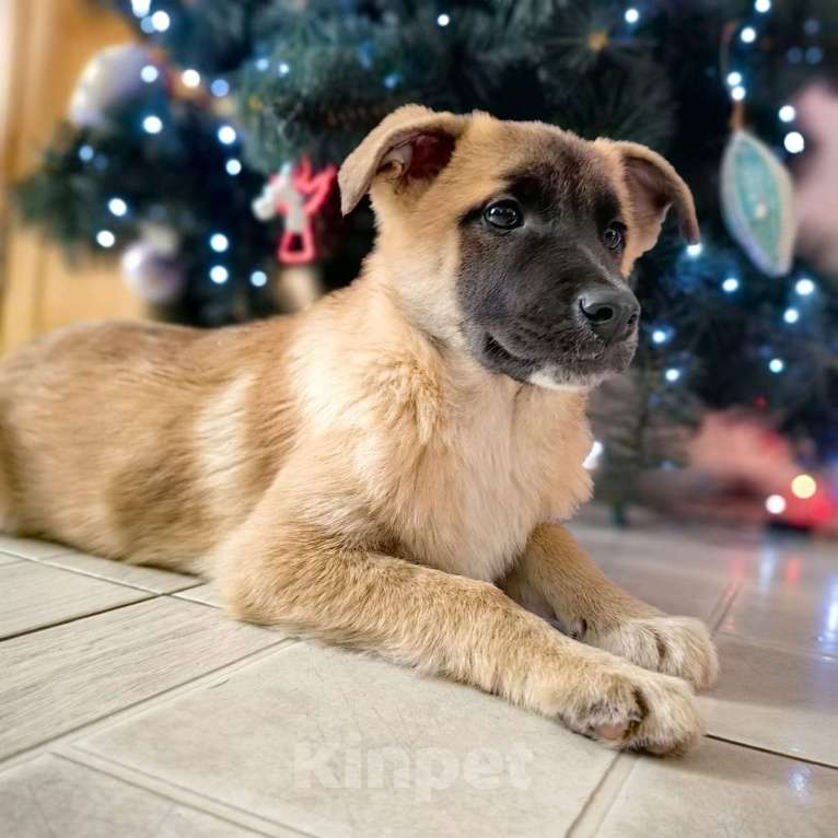 Собаки в Санкт-Петербурге: Щенки в добрые руки! Мальчик, Бесплатно - фото 5