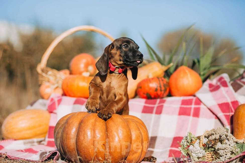 Собаки в Москве: Щенки Баварской горной гончей Мальчик, 75 000 руб. - фото 4