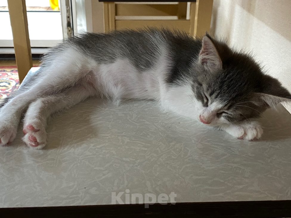 Кошки в Нижнем Новгороде: Котенок в добрые руки Мальчик, Бесплатно - фото 2