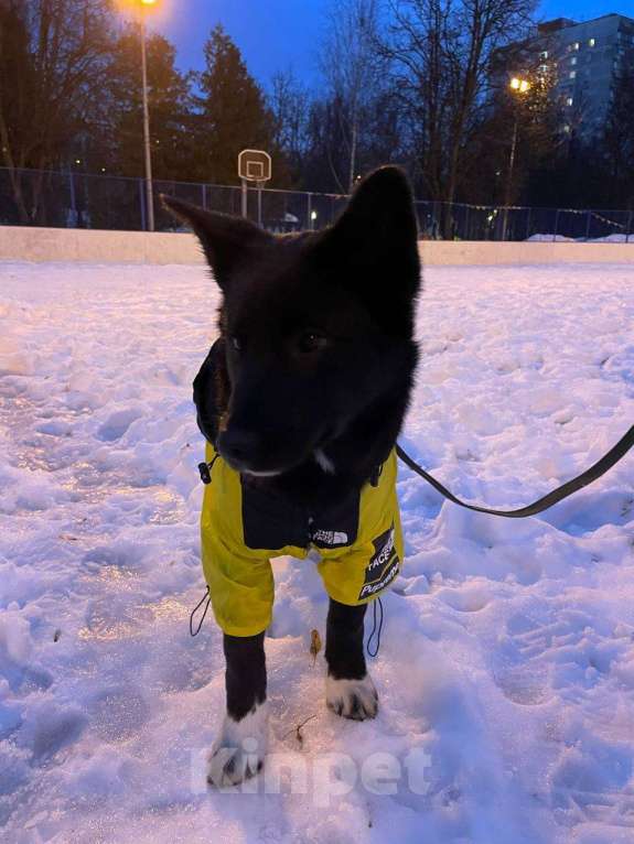 Собаки в Москве: Щенок в добрые руки Девочка, Бесплатно - фото 4