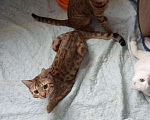 Кошки в Барнауле: Бенгальские котята., 25 000 руб. - фото 2