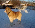 Собаки в Липецке: Хаски Вязка, 1 000 руб. - фото 5