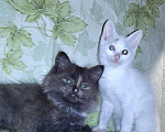Кошки в Зверево: Курильский бобтейл, 500 руб. - фото 5