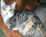 Кошки в Новокубанске: Котята метисы, Бесплатно - фото 5