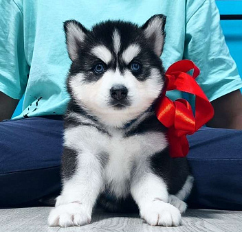 Хаски Щенки Разных окрасов