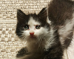 Кошки в Пензе: В добрые руки Девочка, Бесплатно - фото 5