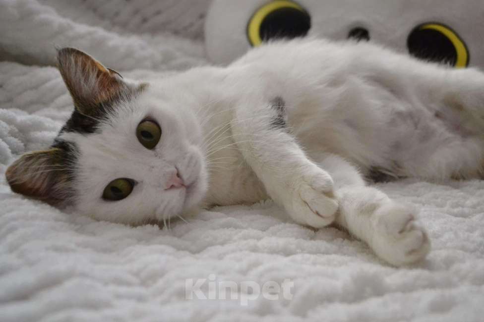 Кошки в Москве: Шарлотта Девочка, Бесплатно - фото 6