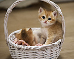 Кошки в Краснодаре: Британские котята золотая шиншилла NY 11 Мальчик, 30 000 руб. - фото 2