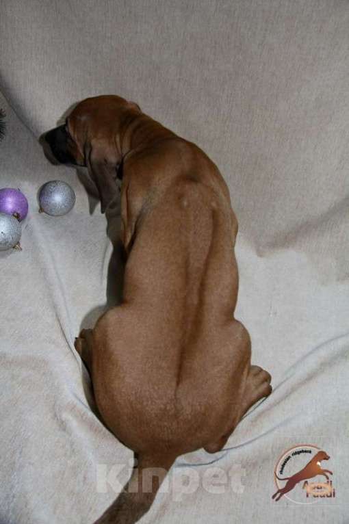 Собаки в Одинцово: Очаровательная девочка стандарт Девочка, 120 000 руб. - фото 8