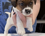 Собаки в Пензе: Продам щенков Джек Рассел терьера Мальчик, 1 руб. - фото 6