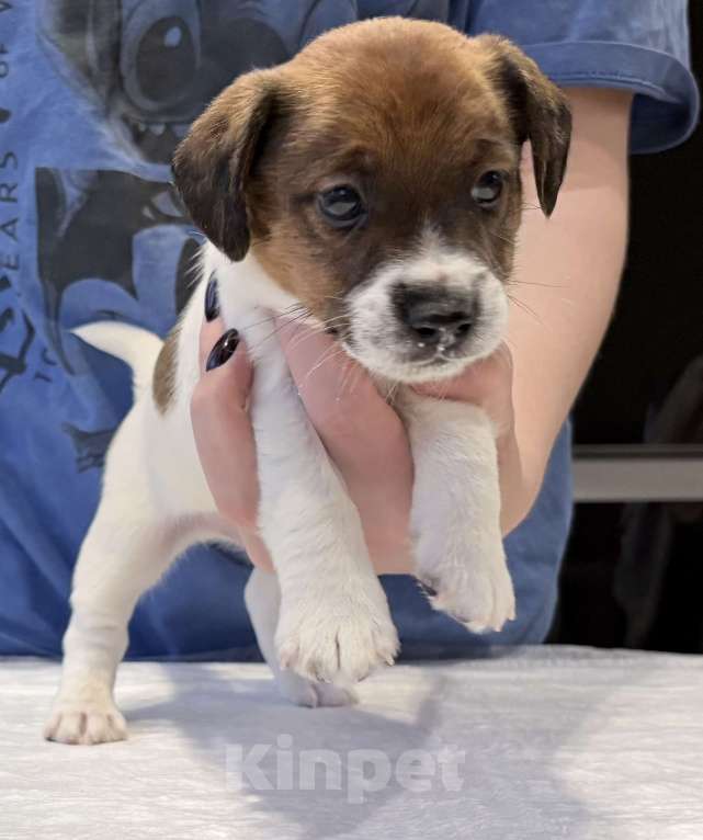 Собаки в Пензе: Продам щенков Джек Рассел терьера Мальчик, 1 руб. - фото 6