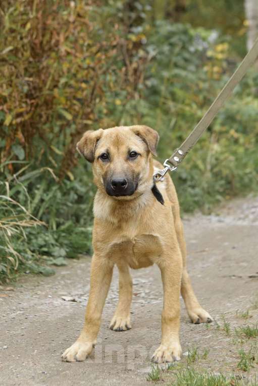 Собаки в Санкт-Петербурге: Отдам щенка бесплатно Мальчик, Бесплатно - фото 1