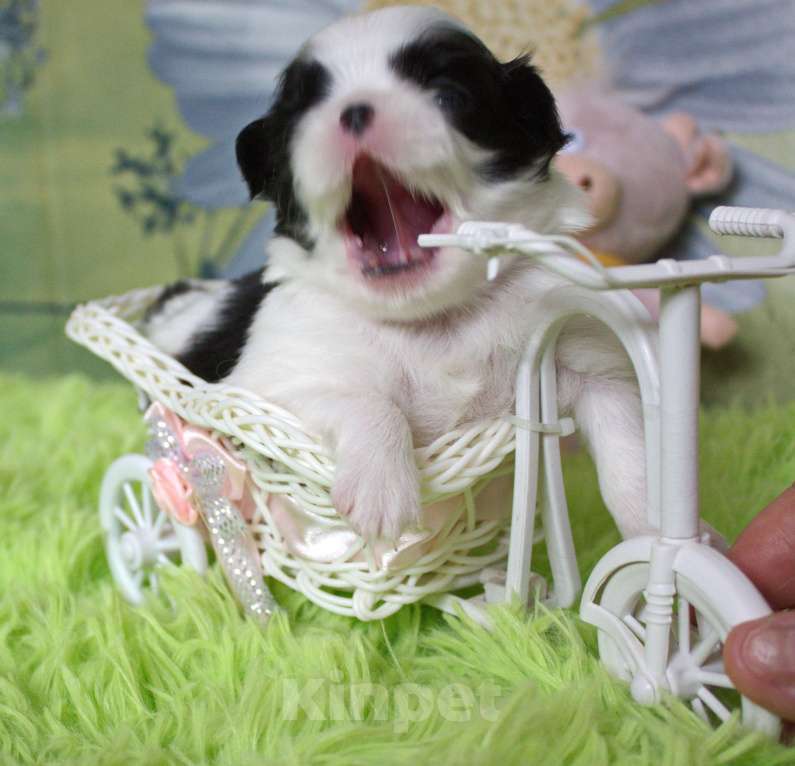 Собаки в Москве: щенки девочки японского хина с документами РКФ Девочка, 35 000 руб. - фото 5