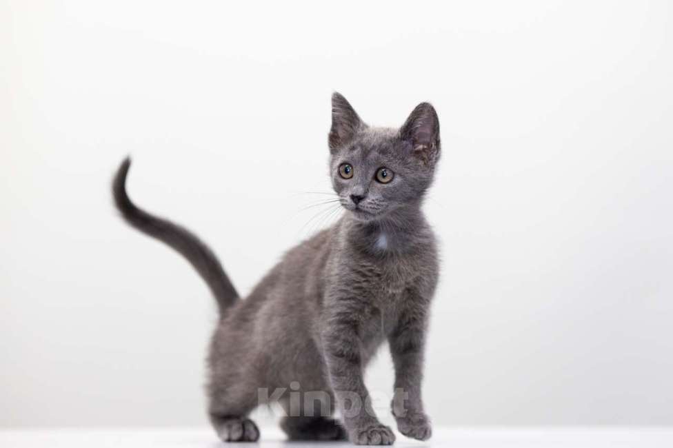 Кошки в Москве: Шипучка Девочка, Бесплатно - фото 4