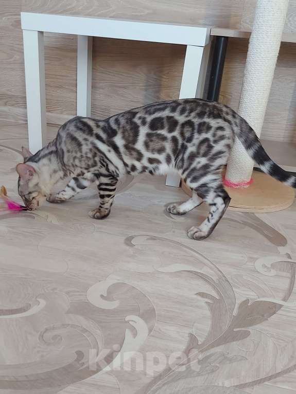 Кошки в Москве: Бенгальские котята серебро  Мальчик, Бесплатно - фото 7
